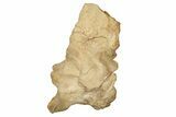 Fossil Spinosaurus Cervical Vertebra - Excellent Preservation #228173-4
